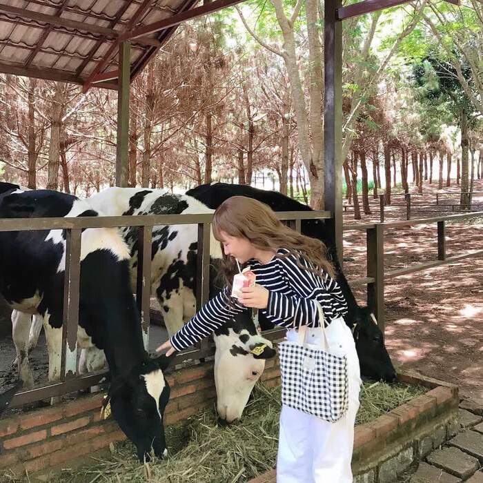 Lạc vào ‘thiên đường sống ảo’ tại Đà Lạt Milk Farm được ví như miền quê Châu Âu thơ mộng