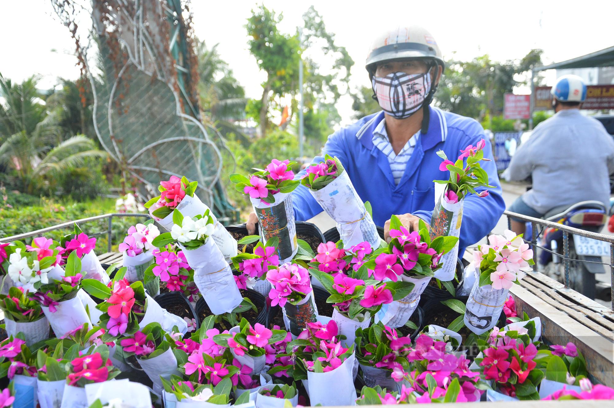 Làng hoa lớn nhất miền Tây thu hút hàng ngàn du khách tham quan - Ảnh 5.