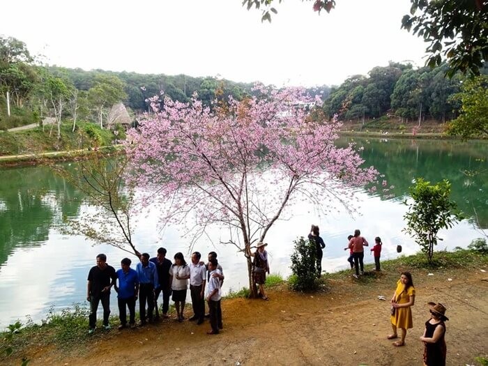 Hồ Đăk Ke - check-in tại hồ bên sắc hoa đào nở rộ