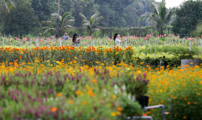 Vườn hoa tam giác mạch khoe sắc ở ngoại thành Sài Gòn