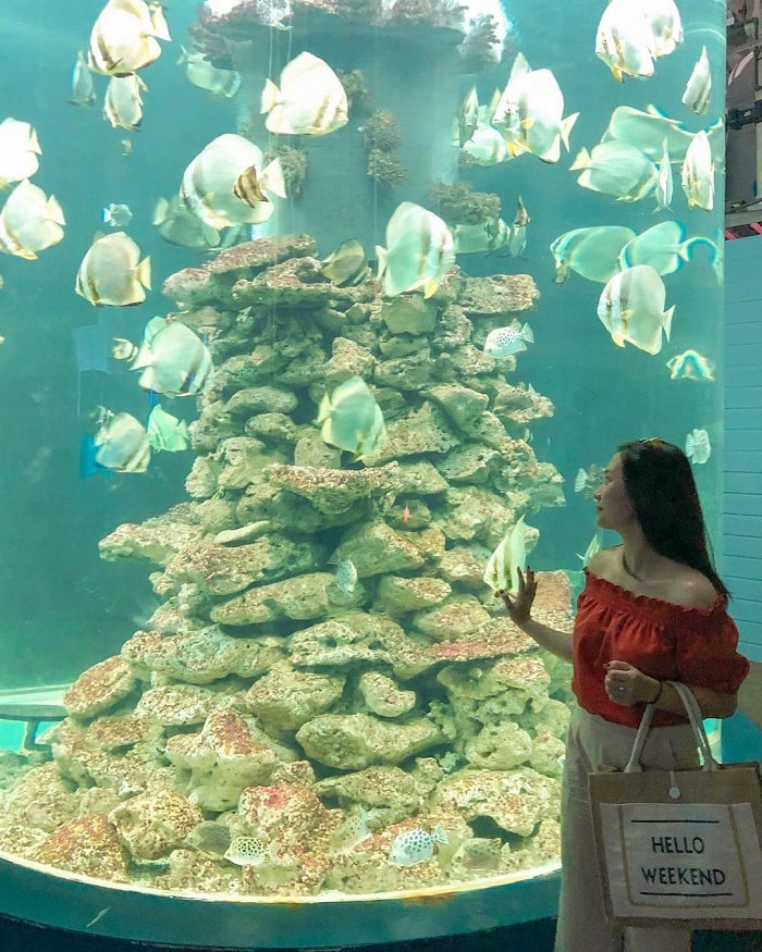 Du lịch Nha Trang thời gian nào thích hợp nhất để đi tham quan viện hải dương học Nha Trang?