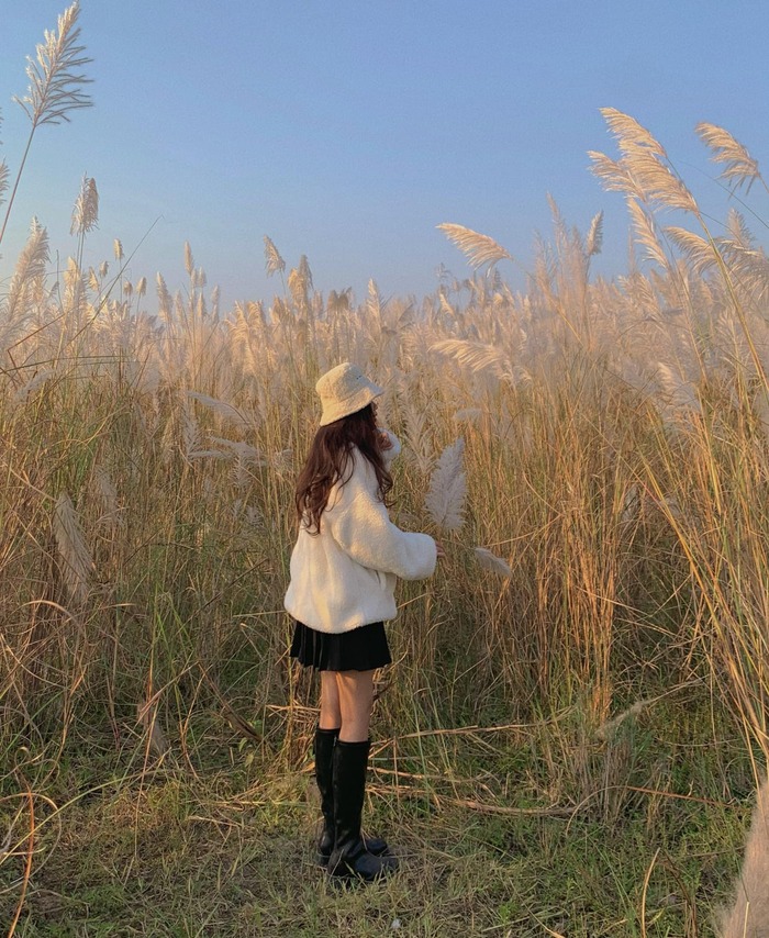 Cùng đến thăm cánh đồng cỏ lau Hà Nội:Có hai thời điểm chụp đẹp nhất trong ngày tại cánh đồng hoa lau là buổi sáng sớm khi những bông lau còn đọng những giọt sương đêm trong vắt có nắng chiếu vào sẽ trở nên lấp lánh cực đẹp