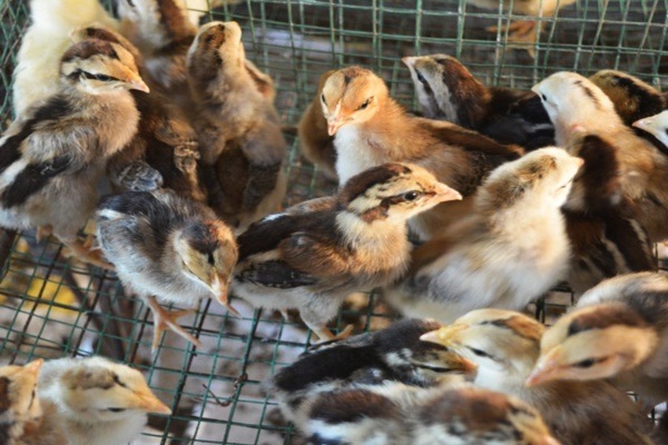 Ẩm thực Quảng Nam: Món gà tre nuôi thả tự nhiên chỉ nhỏ như chim hấp dẫn khách du lịch - Ảnh 1.