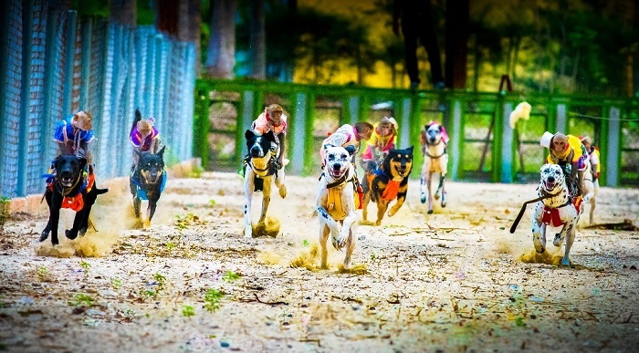 Nha Trang Monkey Island tour - watch dog racing