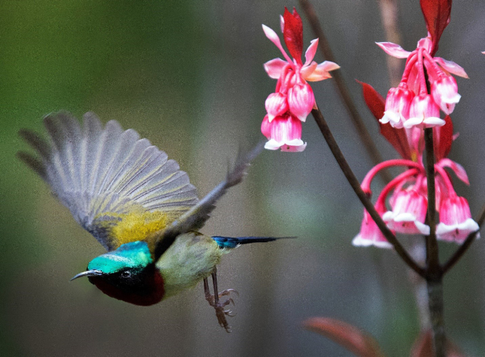 Khoảnh khắc đẹp của đào chuông và loài chim hút mật hoa thu hút nhiều du khách đến Bà Nà dịp xuân về. (nguồn ảnh)