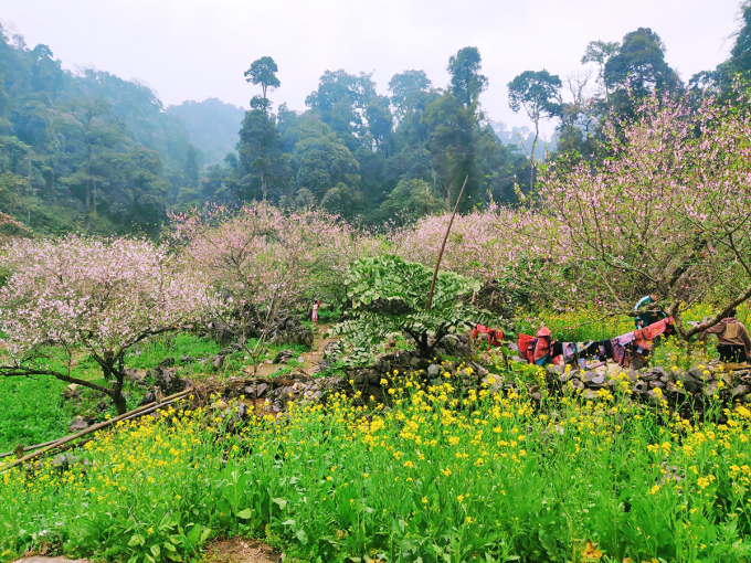 Những gốc đào cổ thụ nở hoa xen kẽ với các vạt cải vàng ở rừng già - khu vực giáp hai xã Lóng Luông và Chiềng Yên. Ảnh: Ngô Thành Đạo