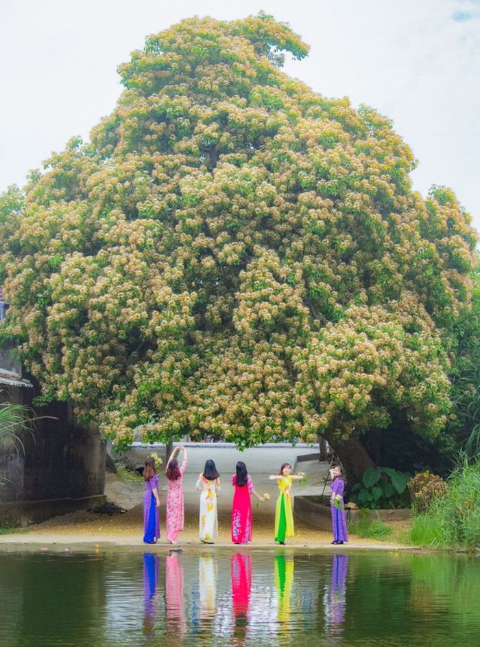 cây bún cổ thụ bên dòng sông Kiến Giang