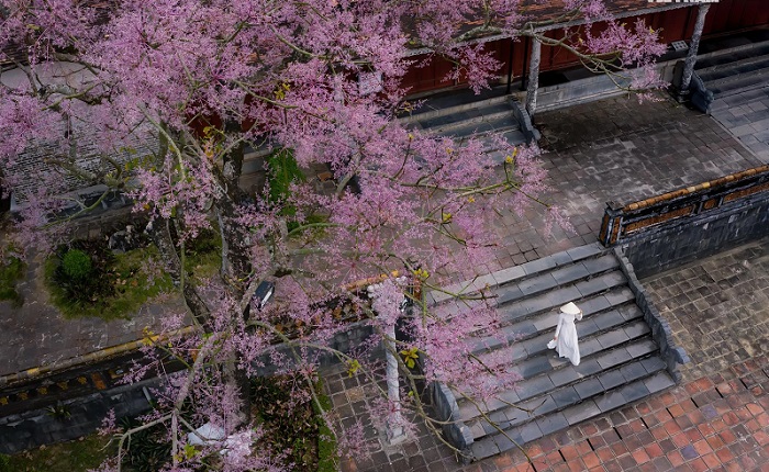 Ghé thăm Đại Nội Huế mùa hoa ngô đồng, bạn nhớ chọn áo dài trắng để tôn vinh nét đẹp cổ kính của công trình kiến trúc cổ này nhé. 