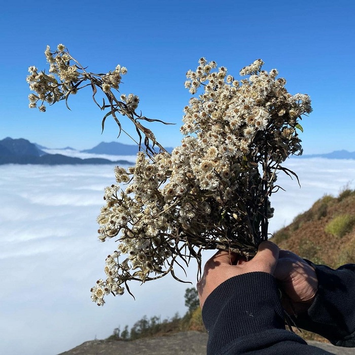 mùa hoa đào ở chân núi Lảo Thẩn