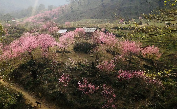 mùa hoa đào ở chân núi Lảo Thẩn