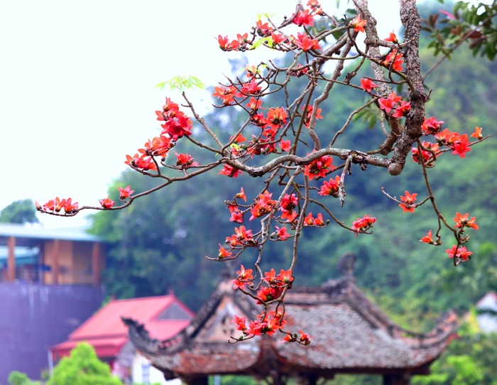 Ngắm vẻ đẹp sâu lắng của hoa gạo nở rục trời ngoại thành Hà Nội