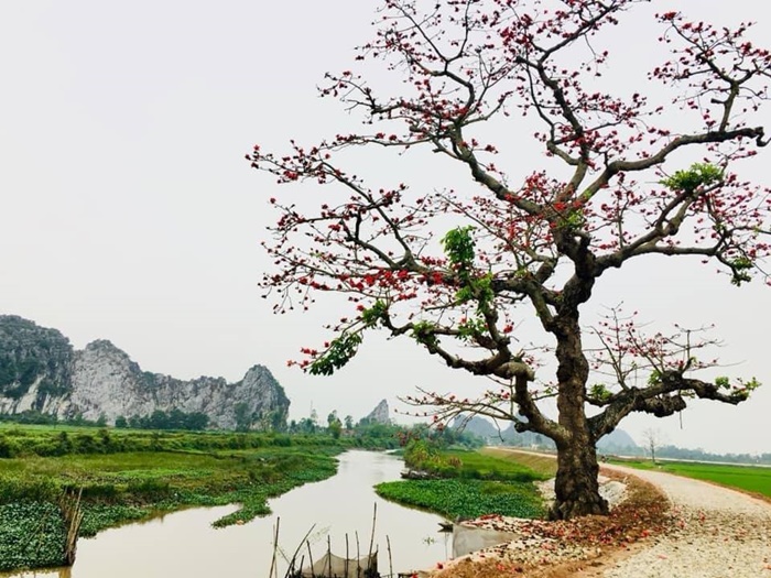 Ngắm vẻ đẹp sâu lắng của hoa gạo nở rục trời ngoại thành Hà Nội