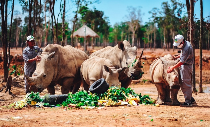 Ở safari có một quy tắc, tất cả động vật ở đây đều được gọi là bạn. Trên ảnh là tiệc sinh nhật của tê giác Hakuna Matata và Cà Phê. Ảnh: Vinpearl Safari Phú Quốc.