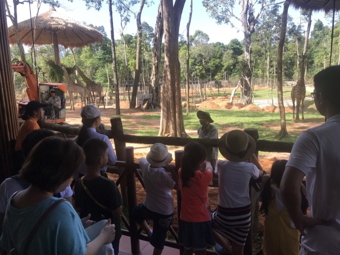 Có những lần được nghe các bạn nhỏ hỏi rằng, lưỡi hươu cao cổ có phải màu xanh cũng khiến anh Huy vui cả ngày. Vì anh biết, các bạn nhỏ đang ngày càng quan tâm và yêu thích động vật hoang dã. Ảnh: Vinpearl Safari Phú Quốc.