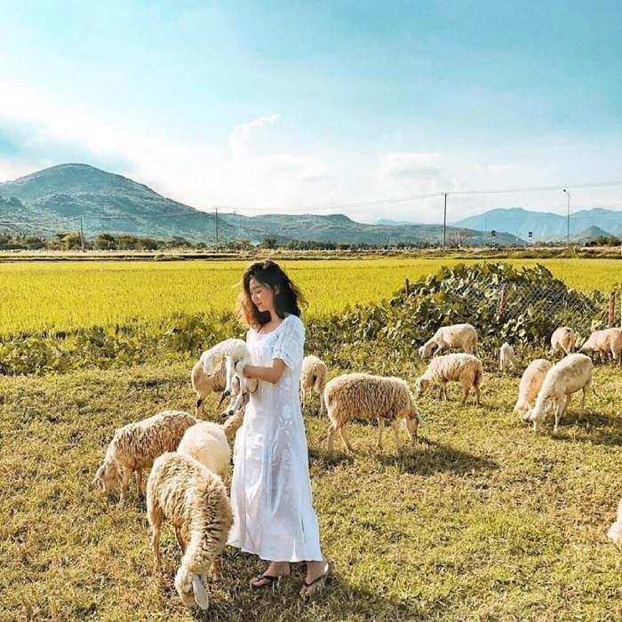 đồng cừu Suối Nghệ - địa điểm chụp ảnh đẹp ở Vũng Tàu