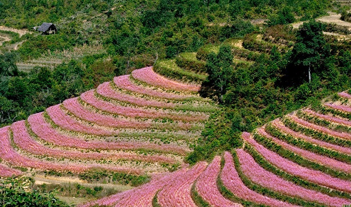 chân cột cờ Lũng Cú - địa điểm ngắm hoa tam giác mạch ở Hà Giang