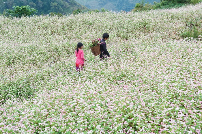 Bản Phó Bảng - địa điểm ngắm hoa tam giác mạch ở Hà Giang