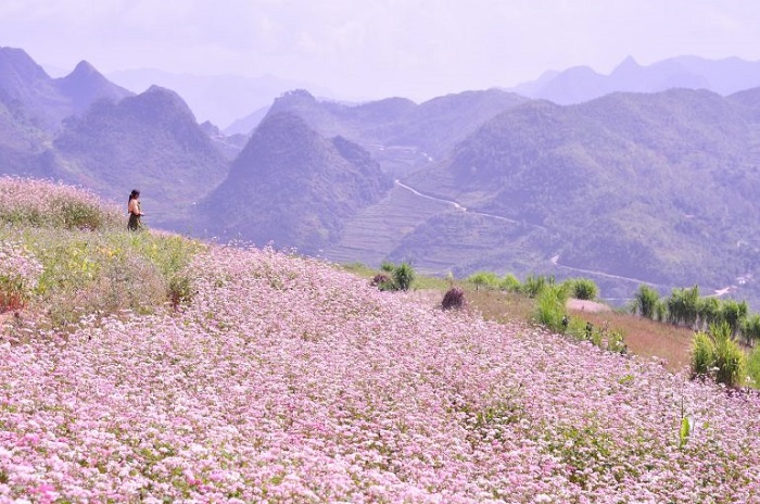 Chân đèo Mã Pì Lèng - địa điểm ngắm hoa tam giác mạch ở Hà Giang