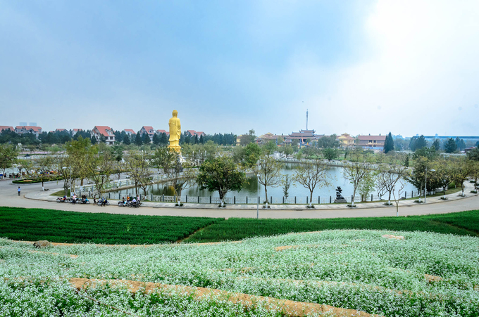 Ruộng hoa bậc thang 'gây sốt' ở Hà Nội