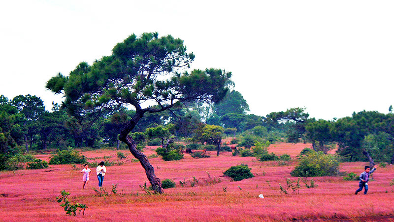 Thung lũng cỏ hồng,Đà Lạt,Gia Lai