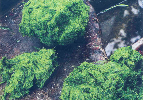 Lạ kỳ món rêu mọc trên đá nhưng lại là đặc sản trời ban  hút du lịch tại vùng cao Tây Bắc - Ảnh 1.