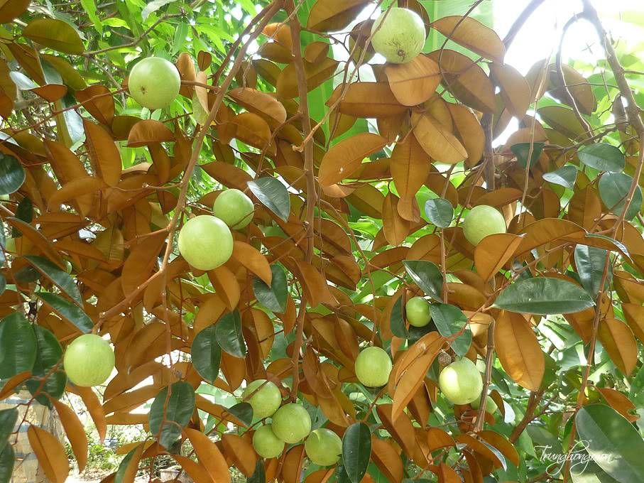 Miệt vườn Vĩnh Kim - một trong những vườn trái cây lớn của Tiền Giang