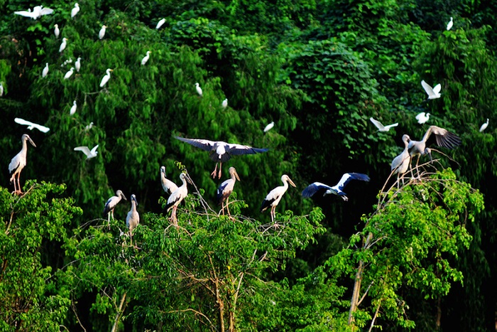  sân chim Ngọc Hiển Cà Mau - nơi sinh sống của các loài chim quý