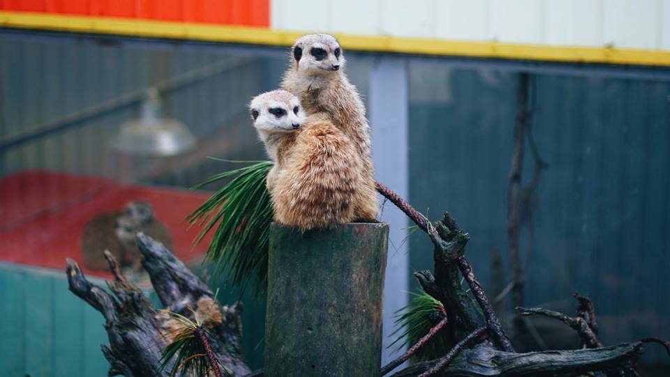 Zoodoo - Sở thú đẹp như Châu Âu ở Đà Lạt phải check-in một lần trong đời