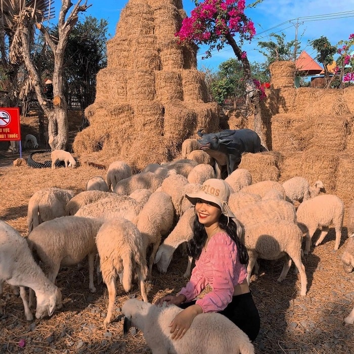 cừu trắng mập - điểm thu hút của đồi cừu Bưng Riềng Vũng Tàu