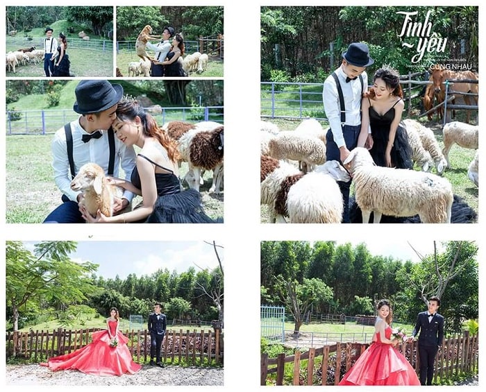 chụp ảnh cưới - hoạt động thú vị tại đồi cừu Bưng Riềng Vũng Tàu