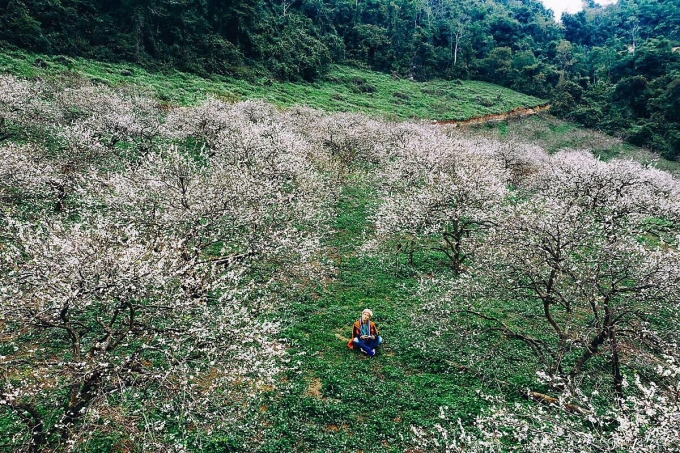 Một góc vườn mận ở thung lũng Mu Náu nở trắng vào đầu tháng 12. Ảnh: Trần Thương