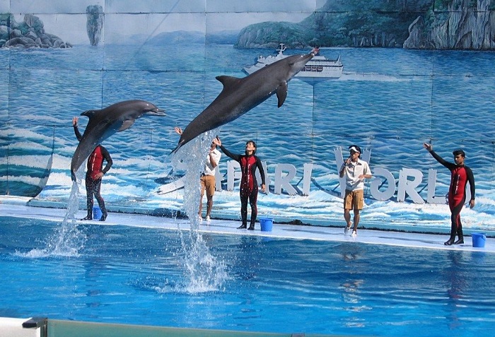 Experience of traveling to Ha Long - watching dolphin show at Tuan Chau island