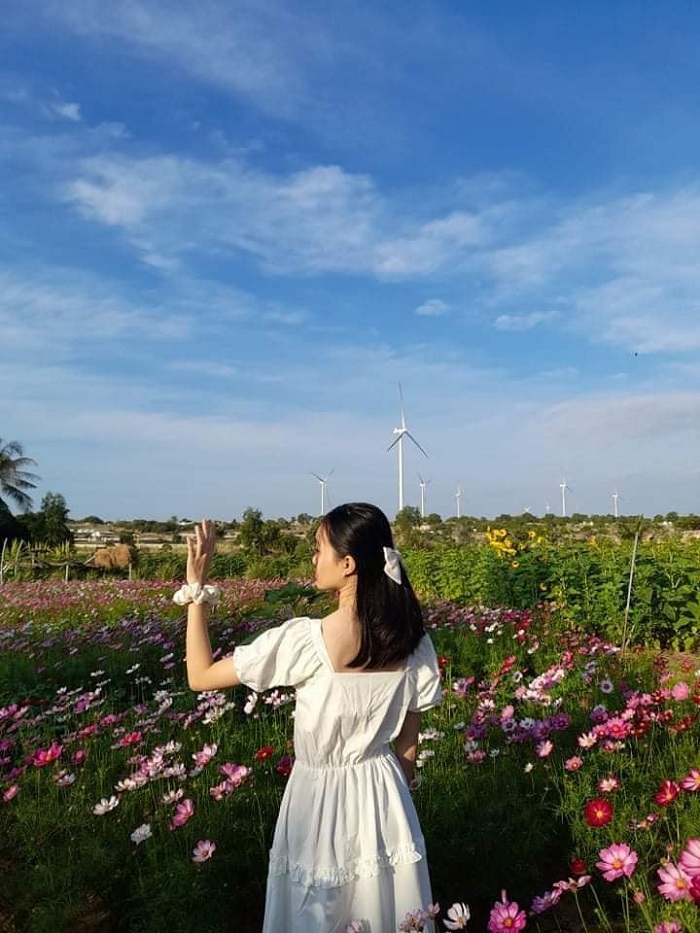 Vườn Hoa Mặt Trời ở Bình Thuận
