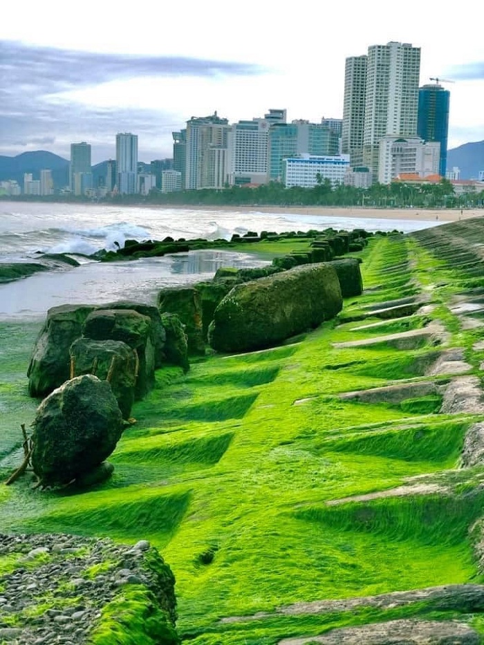 bãi rêu xanh ở Nha Trang