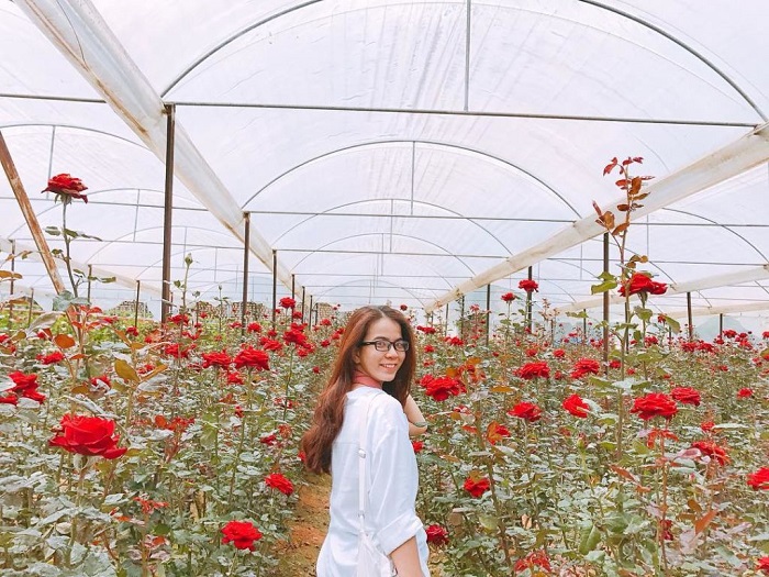 check in vườn hoa hồng tại làng hoa Vạn Thành Đà Lạt