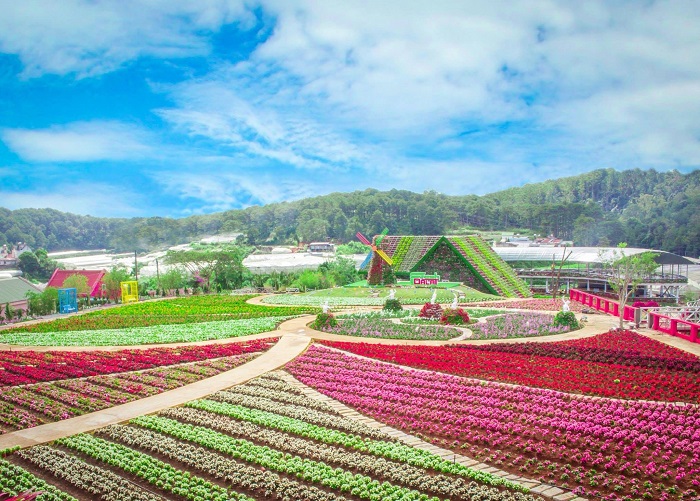 cánh đồng hoa rực rỡ sắc màu tại làng hoa Vạn Thành Đà Lạt