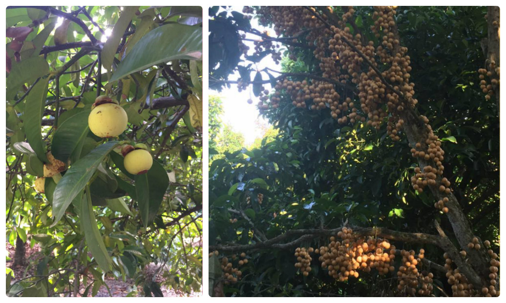 Top 10 vườn trái cây Củ Chi – Trung An đáng để tham quan hái trái