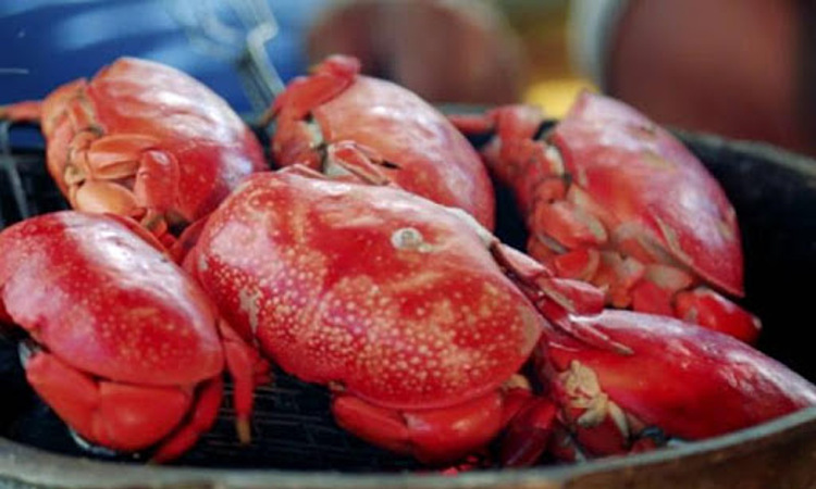 Top 5 món hải sản Cô Tô ngon khó cưỡng, du khách nên mua làm quà sau chuyến du lịch mùa hè - Ảnh 4.