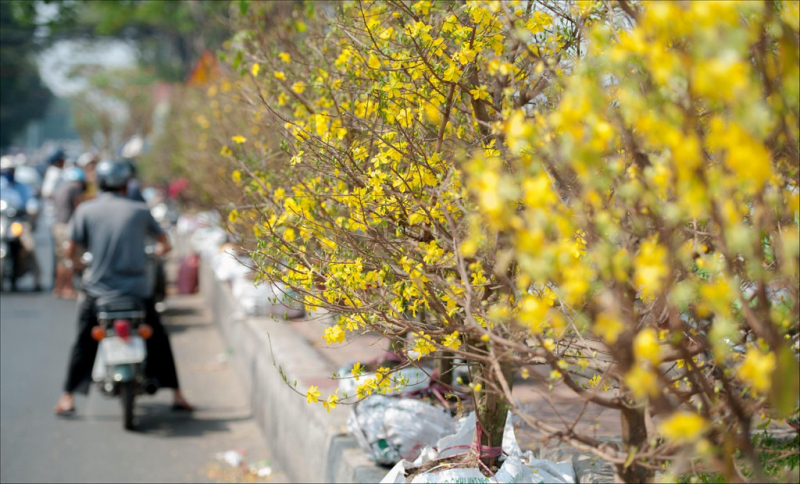 Top những chợ hoa ngày Tết nổi tiếng ở Sài Gòn nhộn nhịp và độc đáo - Ảnh 4.