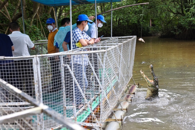 Đoàn khách du lịch câu cá sấu tại khu du lịch sinh thái Vàm Sát vào ngày 19/9. Ảnh: TCDL