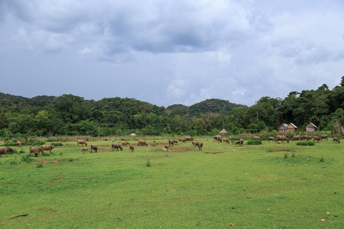Trại bò, điểm bắt đầu của hành trình Trekking thác Hang Én Gia Lai