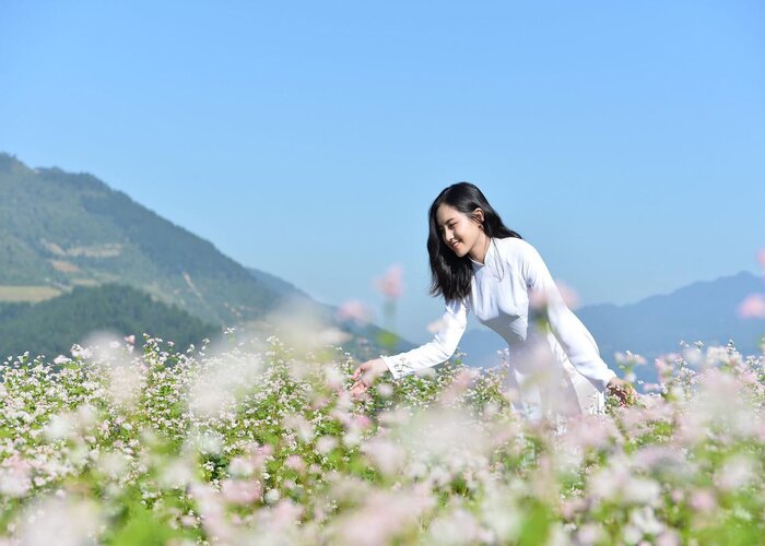 Tương tư mùa hoa tam mạch – ‘Nàng thơ’ xinh đẹp của núi rừng phương Bắc