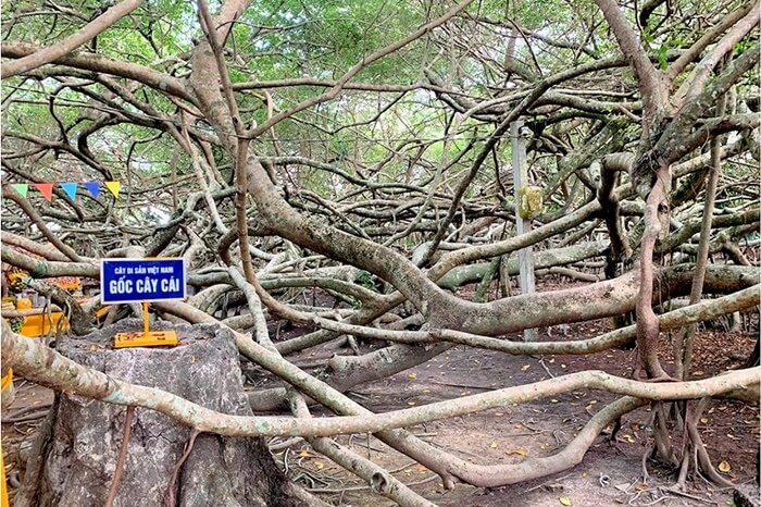 Khu di tích lịch sử Giàn Gừa - gốc cây cái