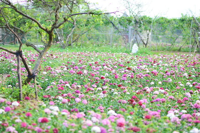 Vườn hoa tam giác mạch nở trái mùa ở ngoại ô Hà Nội đẹp mê hồn