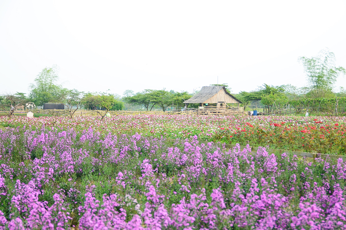 Vườn hoa tam giác mạch nở trái mùa ở ngoại ô Hà Nội đẹp mê hồn