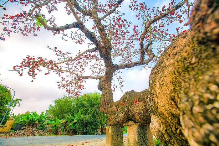 Yêu làm sao nét hồn nhiên của bé Sóc trong bộ ảnh mùa hoa gạo Thái Bình  