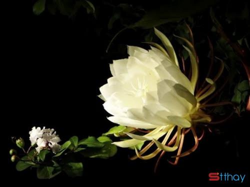 Cảm nhận những Stt về hoa Quỳnh, loài hoa lặng lẽ và thanh khiết nhất thế gian