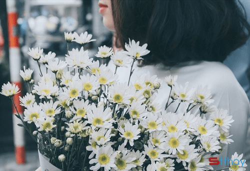 Những stt hay nhất về cúc họa mi - loài hoa trắng tinh khôi đầy cuốn hút