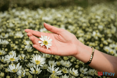 Những stt hay nhất về cúc họa mi - loài hoa trắng tinh khôi đầy cuốn hút