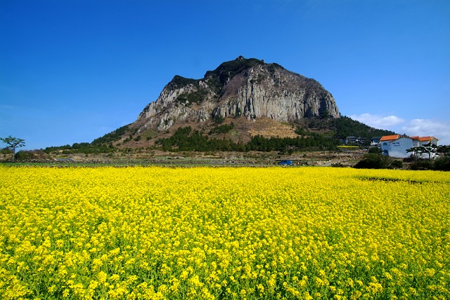 8 điều thú vị về đảo Jeju, Hàn Quốc mà không phải ai cũng biết - 3